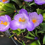 Flower Record Crocus Flowers