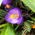 Flower Record Crocus Flowers - Close up