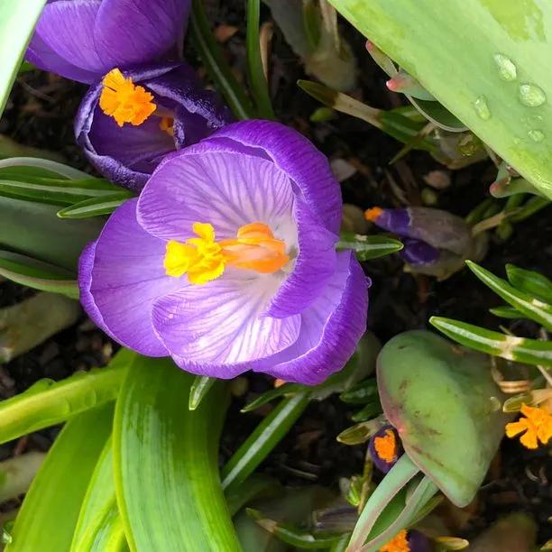 Flower Record Crocus Flowers - Close up