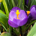 Flower Record Purple Crocus Flowers