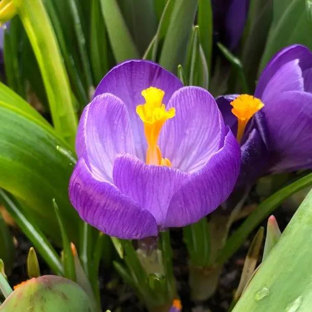 Flower Record Purple Crocus Flowers