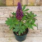 Potted lupin plant with purple flowers and green leaves on a wooden surface