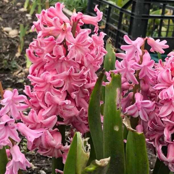 Fondant Hyacinth Flowering in Spring