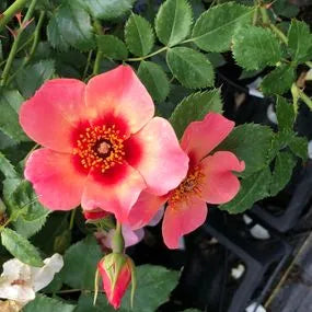 For Your Eyes Only floribunda rose with coral-pink blooms and serrated green foliage in garden setting
