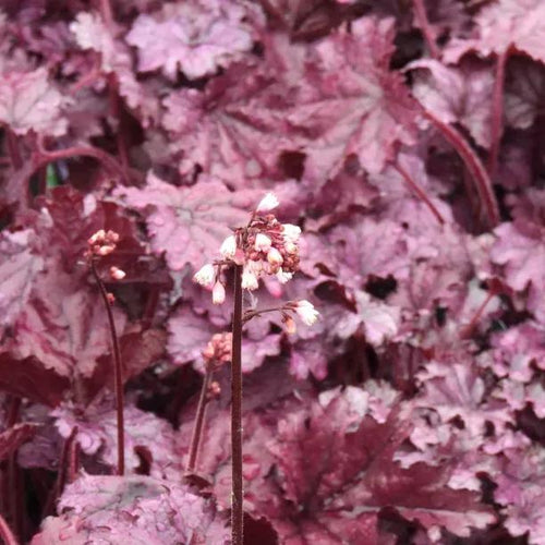Forever Purple Heuchera Flowers