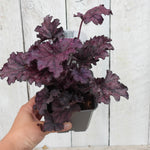 Hand holding a potted plant with purple foliage against a wooden background
