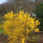 Forsthia intermedia spectabilis bush in flower