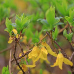 Forsthia intermedia Spectabilis Flowers and Spring leaves