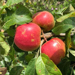 Fortune Apples on the tree