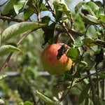 Fortune Apples on the tree