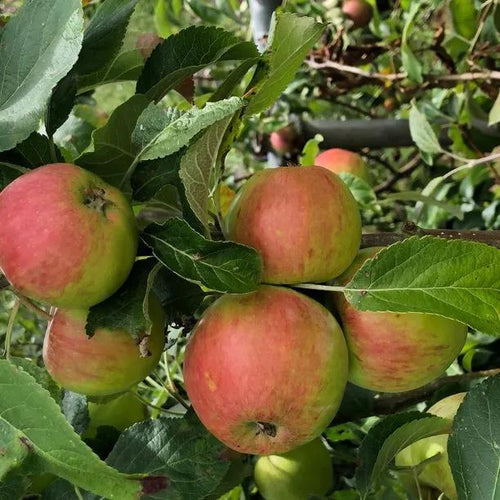 Fortune Apples on the tree