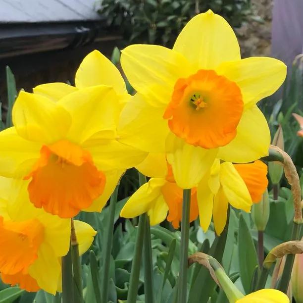 Fortune Daffodil Flowers