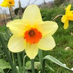 Yellow and Orange Fortune Daffodil Flowers