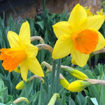 Full Open Fortune Daffodil Head Flowers