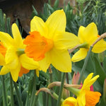 Fortune Daffodil Flowers