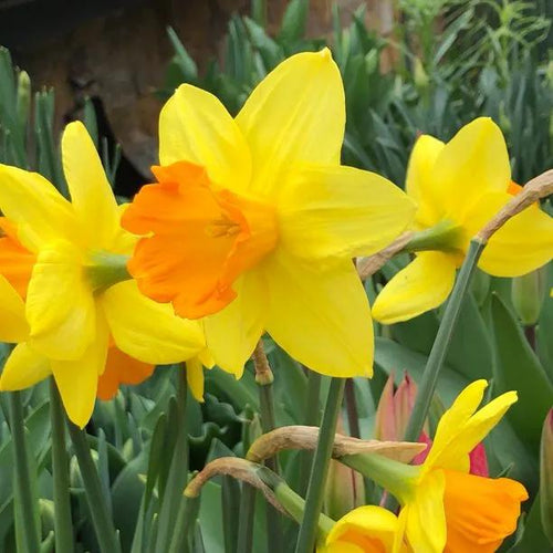 Fortune Daffodil Flowers