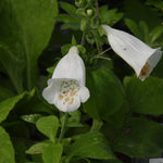 White bell-shaped foxglove flowers with yellow speckles, growing among green leaves.