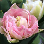 Foxtrot Tulip Flowers