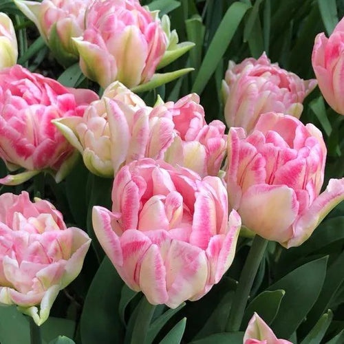 Foxtrot Tulip Flowers
