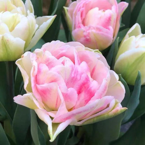 Foxtrot Tulip Flowers