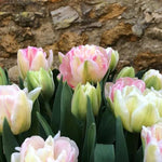 Foxtrot Tulip Flowers