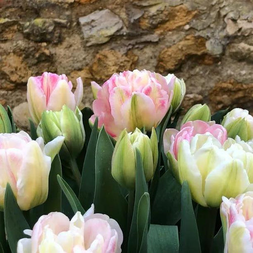 Foxtrot Tulip Flowers