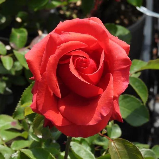 Fragrant Cloud Hybrid Tea Rose Flowers
