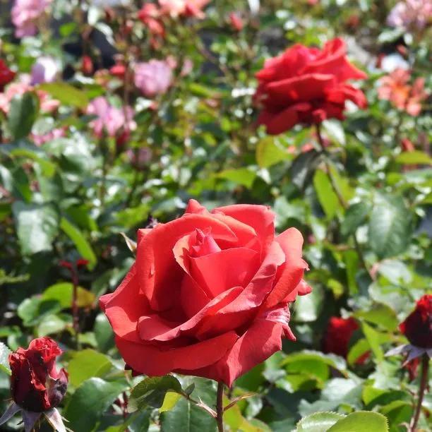 Fragrant Cloud Hybrid Tea Rose Flowers