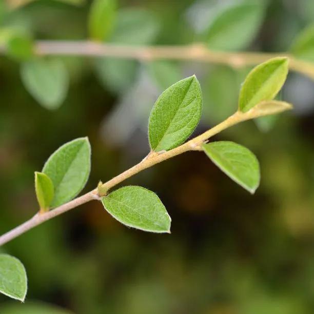Franchet's Cotoneaster leaves