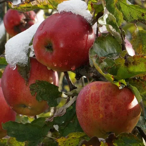 Frederick Cider Apples on the tree