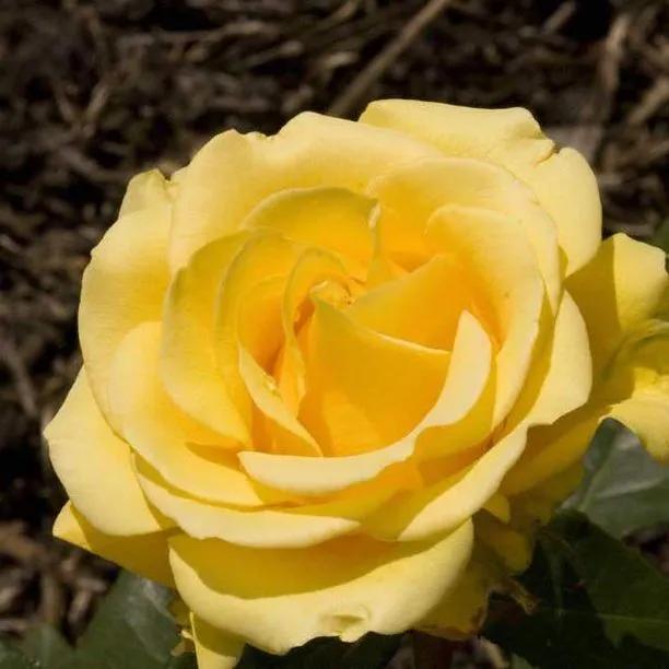 Freedom Hybrid Tea Rose Flowers