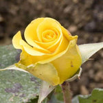 Freedom Hybrid Tea Rose Flowers