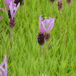 French Butterfly Lavender Flowers