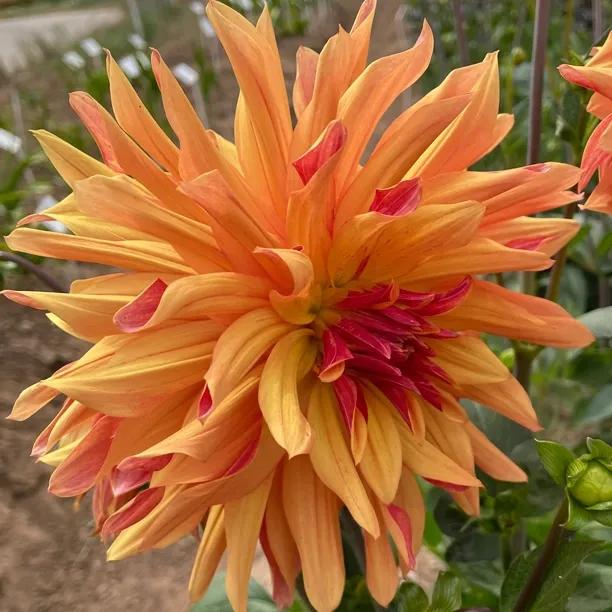 French Cancan Dahlia Flowers