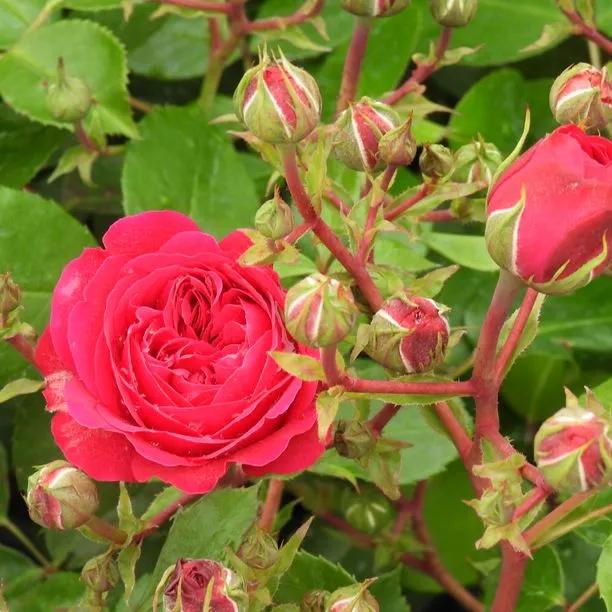 Frilly Cuff Shrub Rose Flowers