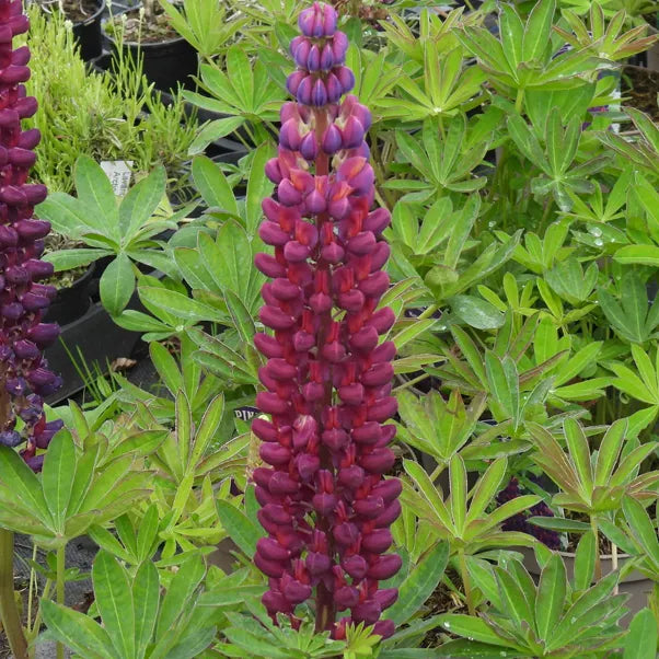 Purple lupin flowers with green leaves in a garden setting