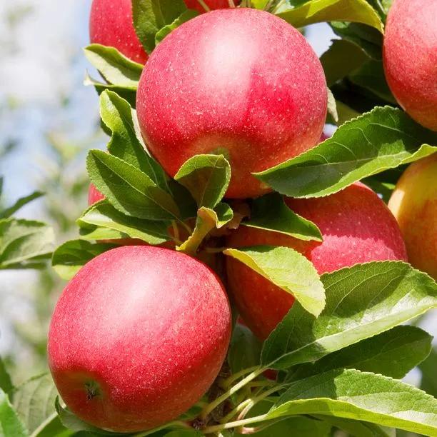 Gala Apples on the tree