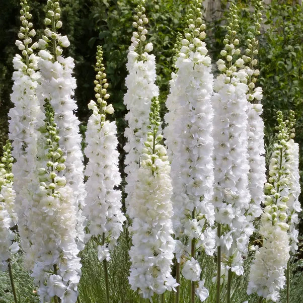 Close up of white delphinium flowers - galahad