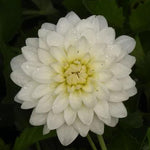 Gallery Art Fair Dahlia Flowers