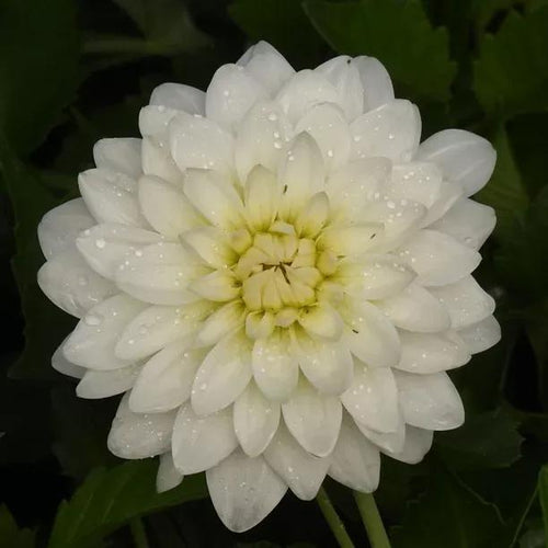 Gallery Art Fair Dahlia Flowers