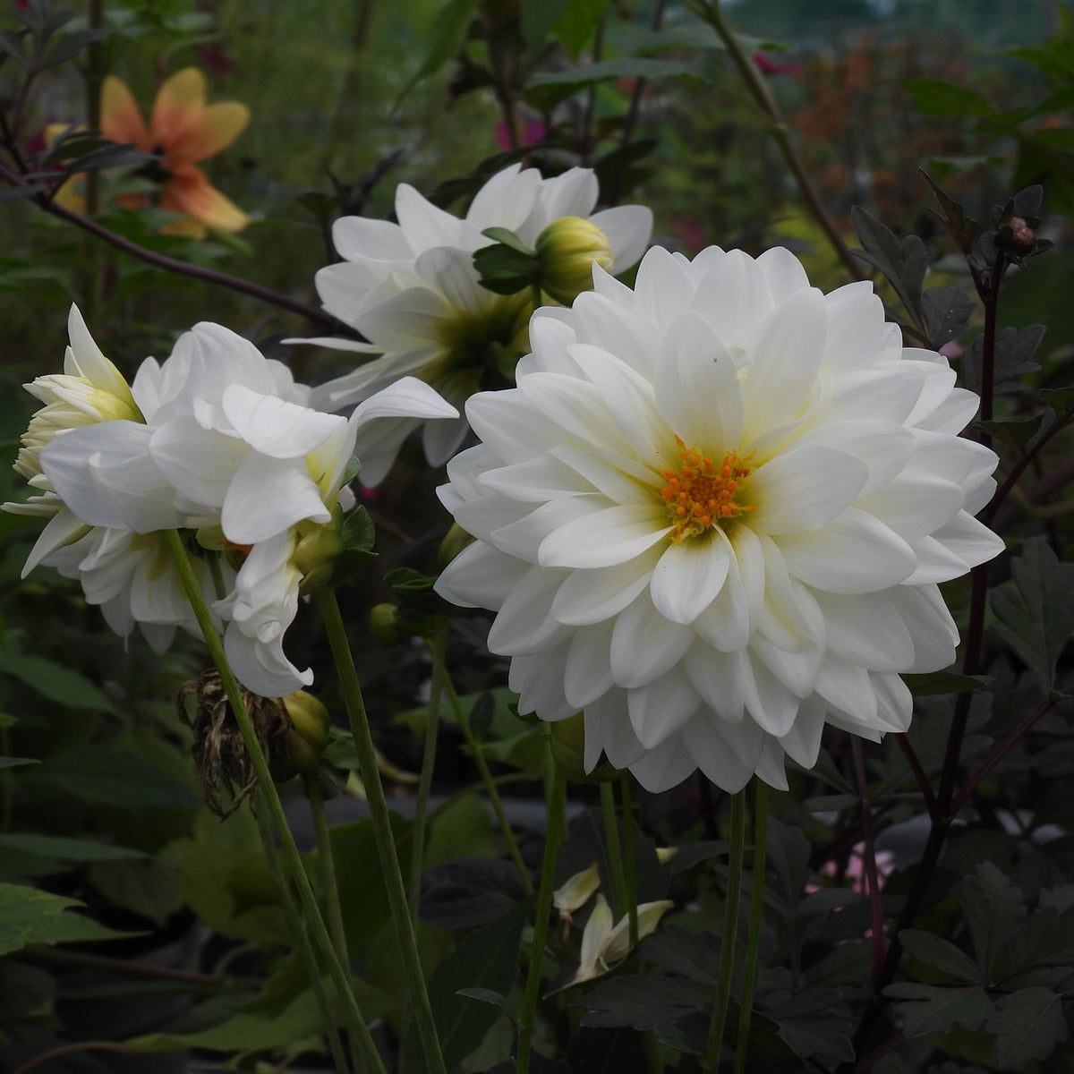 White dahlia flowers with yellow-orange centers blooming among dark green foliage in a garden setting.