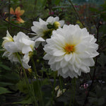 White dahlia flowers with yellow-orange centers blooming among dark green foliage in a garden setting.