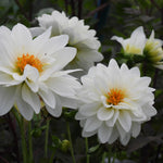 White dahlia flowers with bright orange centers blooming in a garden setting with dark green foliage.