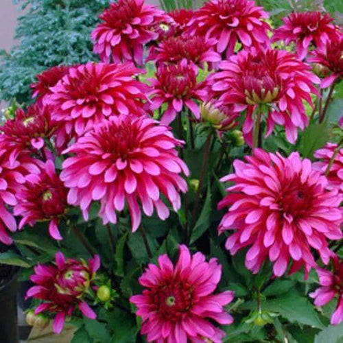 Gallery Art Nouveau Dahlia Flowers