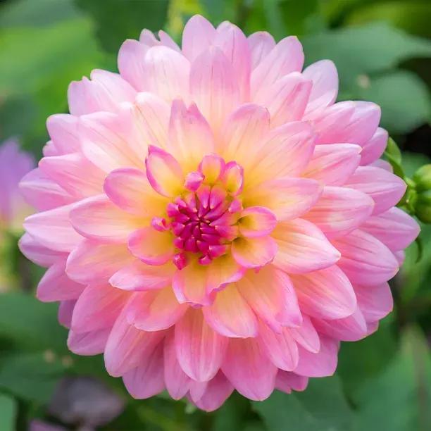 Gallery Bellini Dahlia Flower