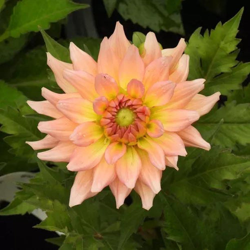 Gallery Leonardo Dahlia Flowers