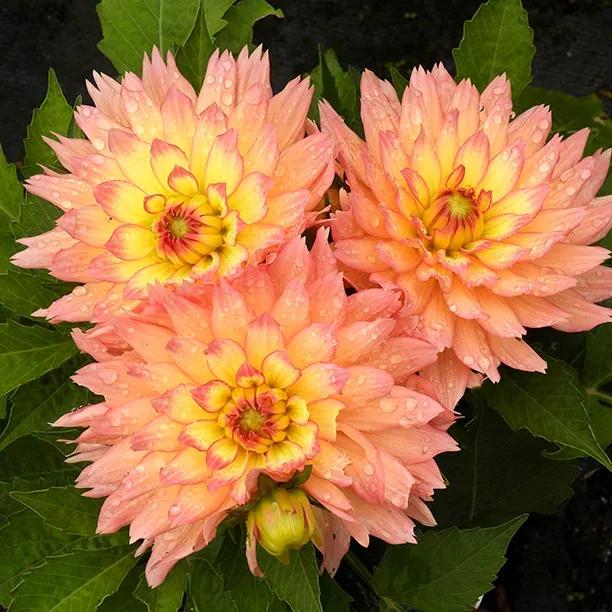 Gallery Pablo Dahlia Flowers