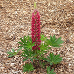 Red lupin flower with green leaves on a mulched ground