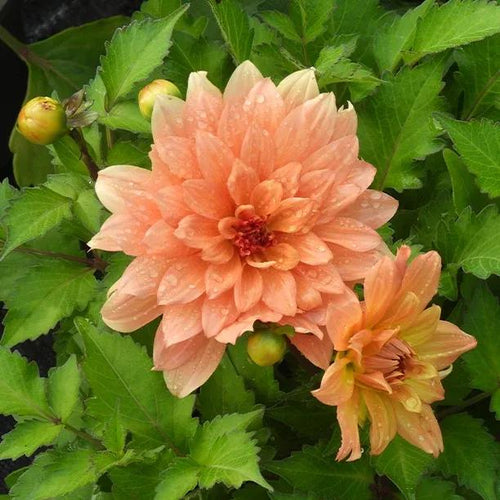 Gallery Vincent Dahlia Flowers