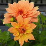 Gallery Vincent Dahlia Flowers